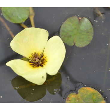 HYDROCLEYS nymphoides