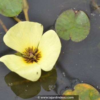 HYDROCLEYS nymphoides