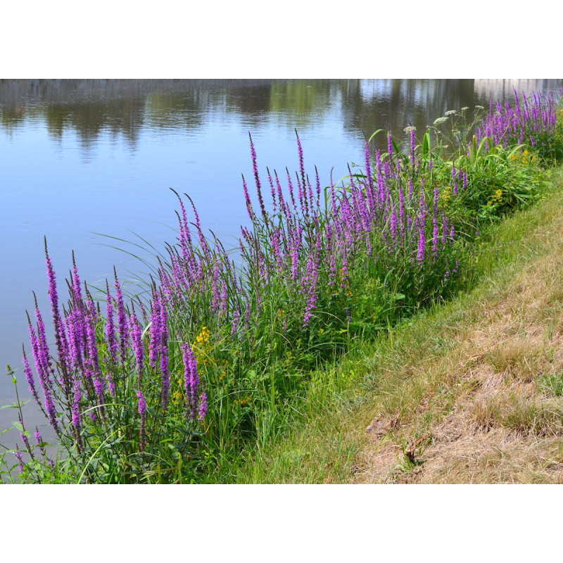 LYTHRUM salicaria