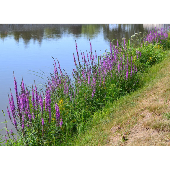 LYTHRUM salicaria