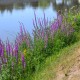 LYTHRUM salicaria