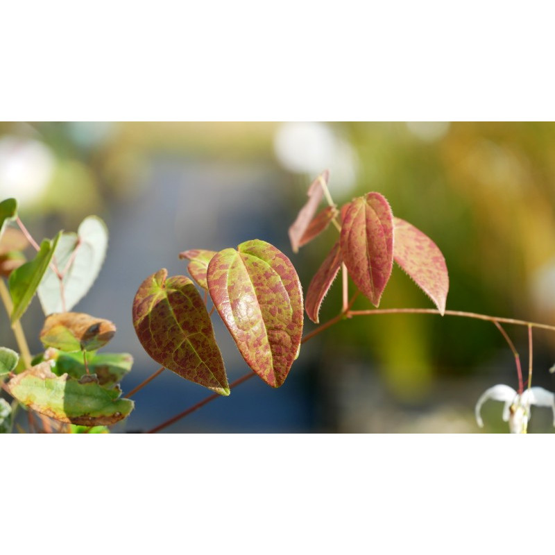 EPIMEDIUM 'Arctic Wings' EPIMEDIUM 'Arctic Wings'