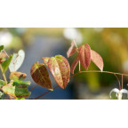 EPIMEDIUM 'Arctic Wings' EPIMEDIUM 'Arctic Wings'