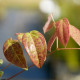 EPIMEDIUM 'Arctic Wings'