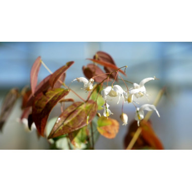 EPIMEDIUM \'Arctic Wings\'