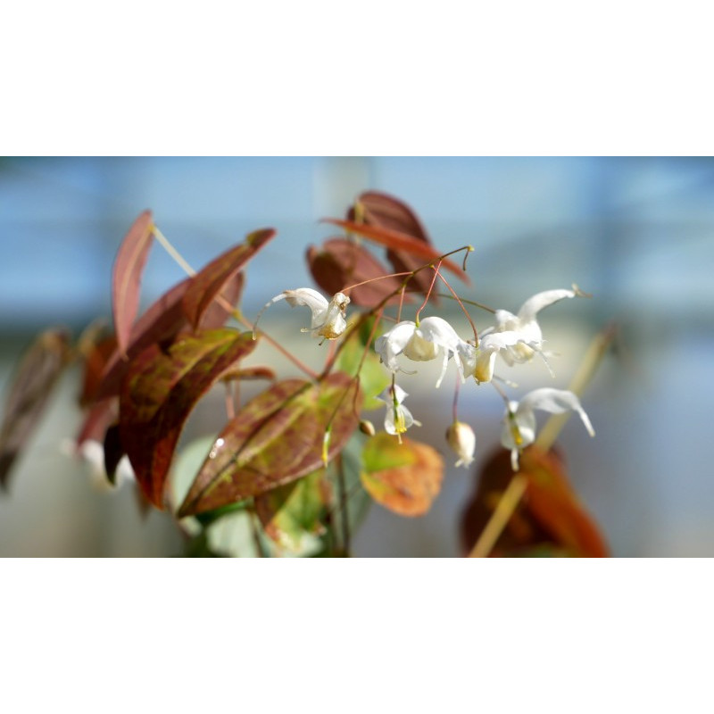 EPIMEDIUM 'Arctic Wings' EPIMEDIUM 'Arctic Wings'