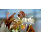 EPIMEDIUM 'Arctic Wings' EPIMEDIUM 'Arctic Wings'