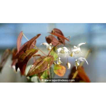 EPIMEDIUM \'Arctic Wings\'