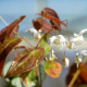 EPIMEDIUM 'Arctic Wings'