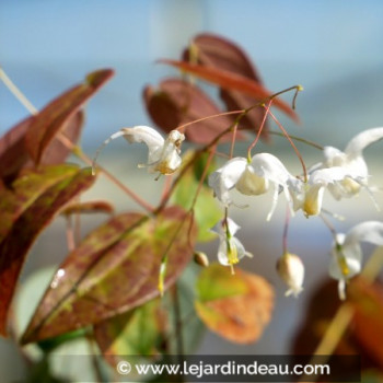 EPIMEDIUM &#039;Arctic Wings&#039;