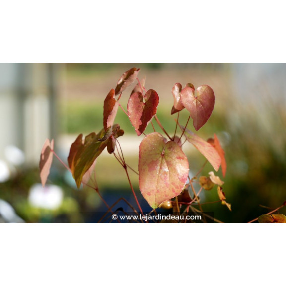 EPIMEDIUM 'Black Sea'