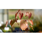 EPIMEDIUM 'Black Sea'