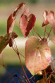 EPIMEDIUM 'Black Sea'