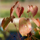 EPIMEDIUM 'Black Sea'