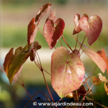 EPIMEDIUM &#039;Black Sea&#039;