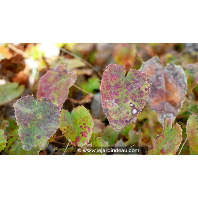 EPIMEDIUM campanulatum EPIMEDIUM campanulatum