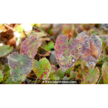 EPIMEDIUM campanulatum