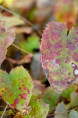 EPIMEDIUM campanulatum