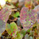 EPIMEDIUM campanulatum