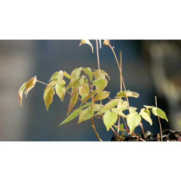 EPIMEDIUM grandiflorum