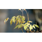 EPIMEDIUM grandiflorum
