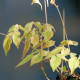 EPIMEDIUM grandiflorum