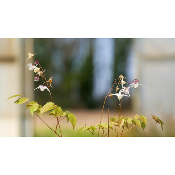 EPIMEDIUM grandiflorum