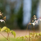 EPIMEDIUM grandiflorum