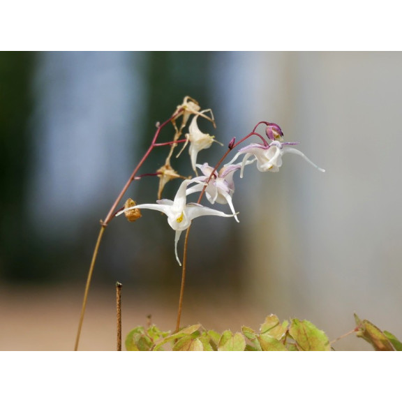 EPIMEDIUM grandiflorum