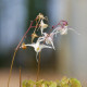 EPIMEDIUM grandiflorum