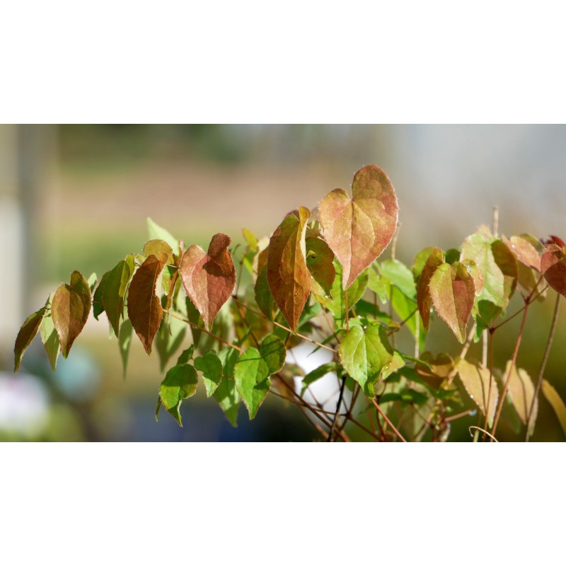 EPIMEDIUM grandiflorum 'Album'