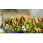 EPIMEDIUM grandiflorum 'Album'