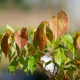 EPIMEDIUM grandiflorum 'Album'