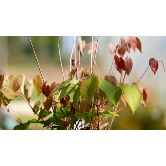 EPIMEDIUM grandiflorum 'Crimson Beauty'