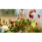 EPIMEDIUM grandiflorum 'Crimson Beauty'