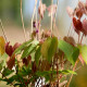 EPIMEDIUM grandiflorum 'Crimson Beauty'