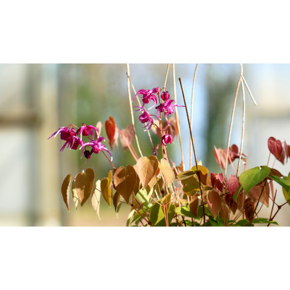 EPIMEDIUM grandiflorum 'Crimson Beauty'