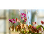 EPIMEDIUM grandiflorum 'Crimson Beauty'