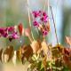 EPIMEDIUM grandiflorum 'Crimson Beauty'