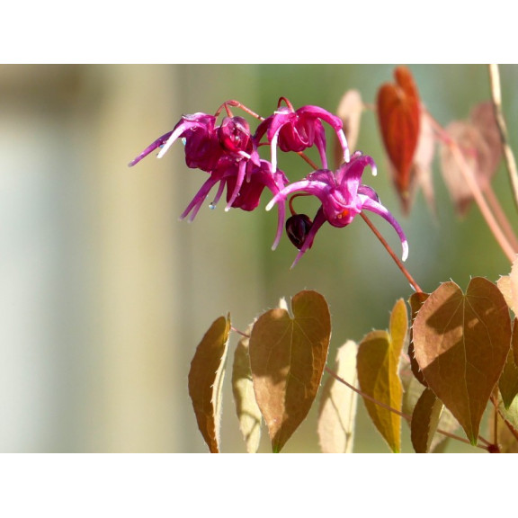 EPIMEDIUM grandiflorum 'Crimson Beauty'