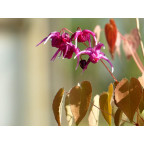 EPIMEDIUM grandiflorum 'Crimson Beauty'