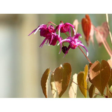 EPIMEDIUM grandiflorum \'Crimson Beauty\'