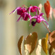 EPIMEDIUM grandiflorum 'Crimson Beauty'