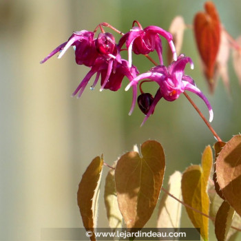 EPIMEDIUM grandiflorum &#039;Crimson Beauty&#039;