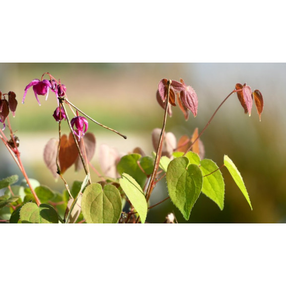 EPIMEDIUM grandiflorum 'Lilafee'