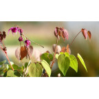 EPIMEDIUM grandiflorum 'Lilafee'