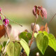 EPIMEDIUM grandiflorum 'Lilafee'