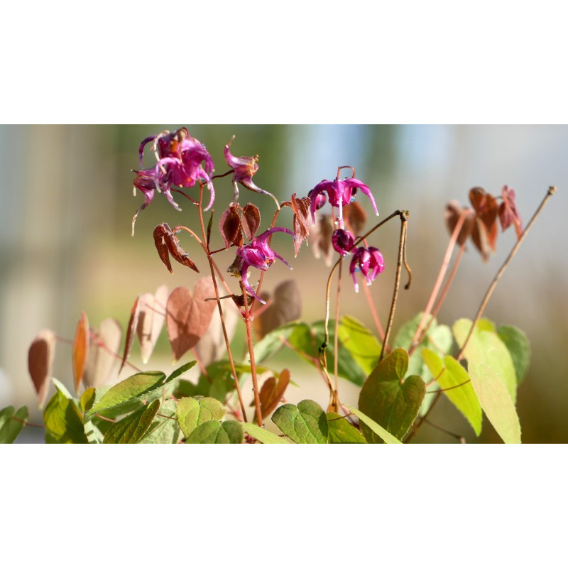 EPIMEDIUM grandiflorum 'Lilafee'