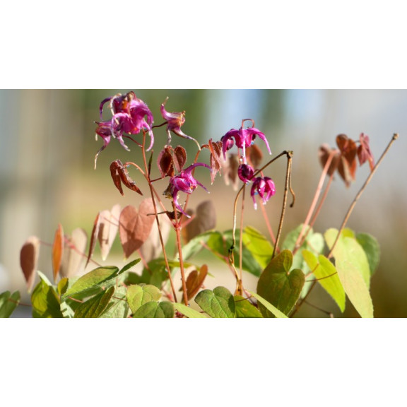 EPIMEDIUM grandiflorum 'Lilafee'