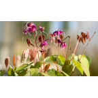 EPIMEDIUM grandiflorum 'Lilafee'